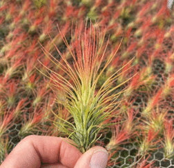Air Plant Specials & Blooming Plants
