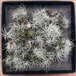 Air Plant Specials Plants Blooming 