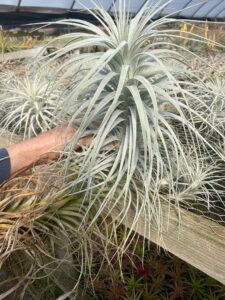 Air Plants Plant Blooming & Specials